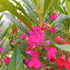 Balsam flower seeds